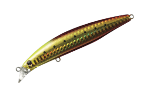 Shoreline_shiner_Z_Vertice_97F_Barning_gold_iwashi